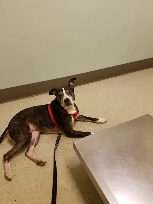 Animal Medical Clinic Of Springfield 6