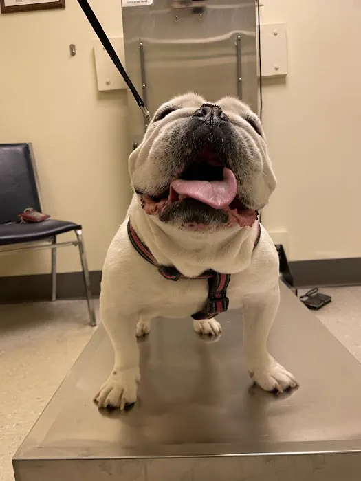 Animal Medical Clinic Of Springfield 8