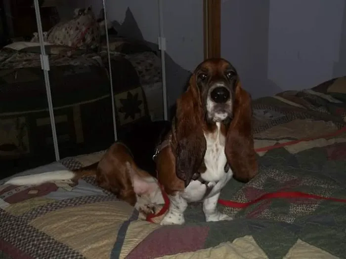 Animal Medical Clinic Of Springfield 3