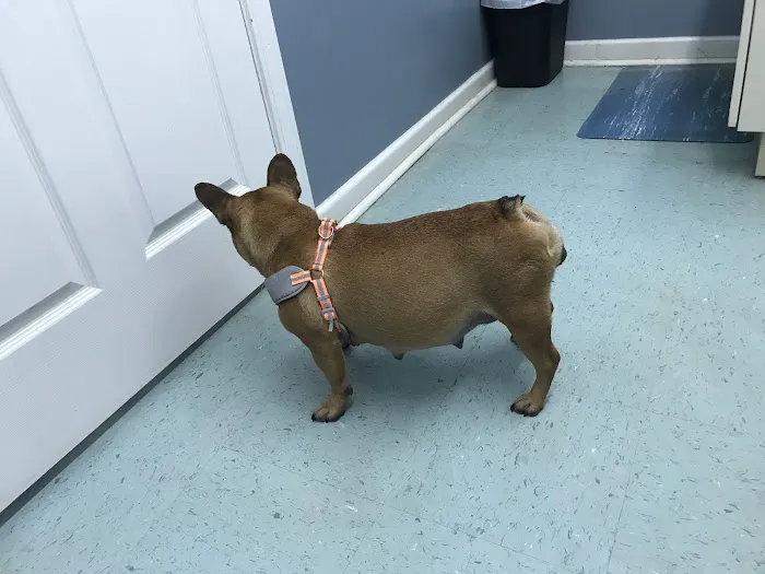 Stanford Veterinary Hospital 12