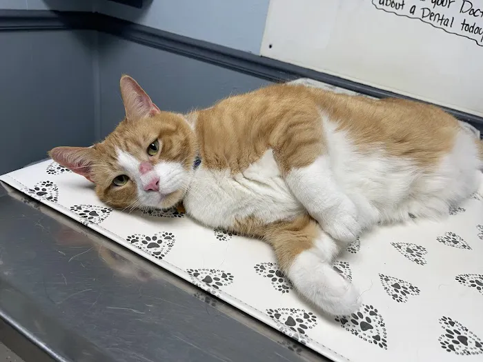 Stanford Veterinary Hospital 12