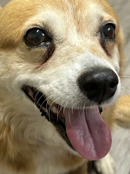 Stanford Veterinary Hospital 2