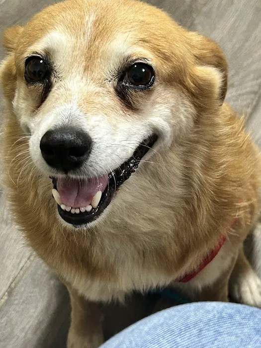 Stanford Veterinary Hospital 4