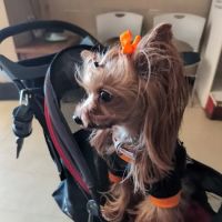 Winchester Animal Clinic ico
