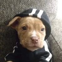 Stanton Veterinary Clinic ico