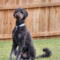 Boonesboro Animal Clinic ico