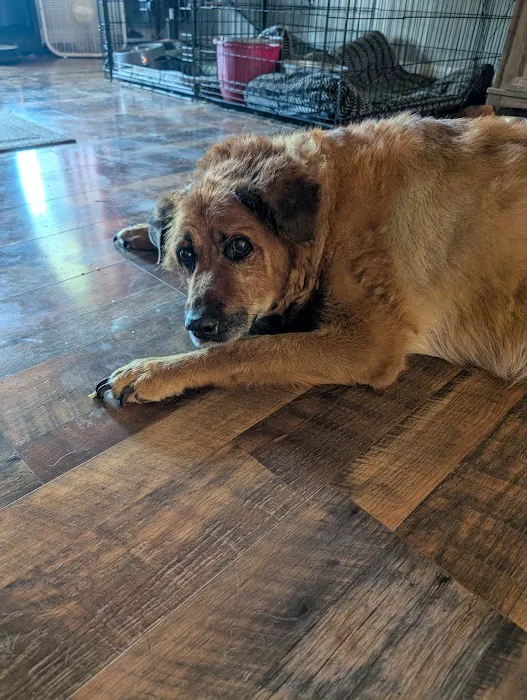Boonesboro Animal Clinic 12
