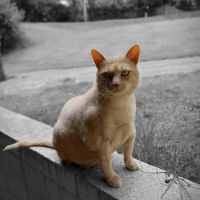 Clark County Veterinary Clinic ico