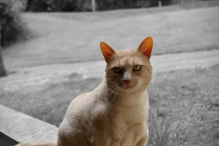 Clark County Veterinary Clinic