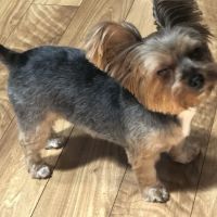 Appalachian Animal Emergency ico