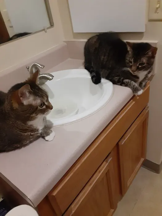 Kingston Veterinary Hospital 12