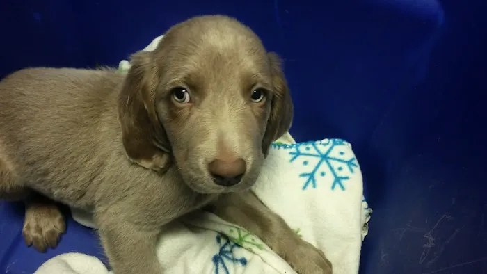 Kingston Veterinary Hospital 12