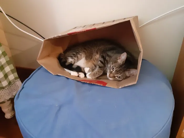 Kingston Veterinary Hospital 12