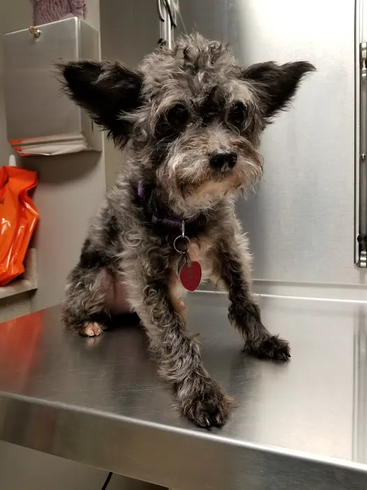 Kingston Veterinary Hospital 12