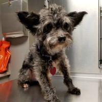 Kingston Veterinary Hospital ico