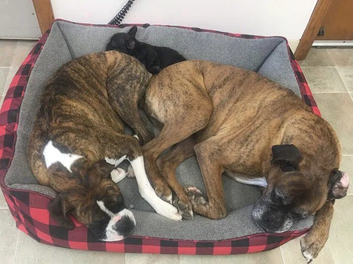 Brookhill Animal Clinic 12