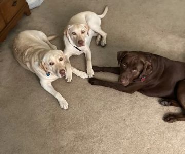 Brookhill Animal Clinic
