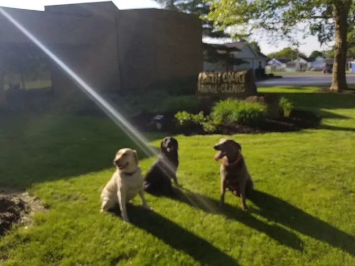 North Court Animal Clinic 12