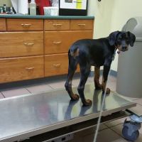 North Court Animal Clinic ico