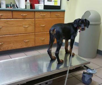 North Court Animal Clinic