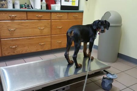 North Court Animal Clinic