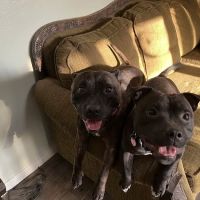 Peoria Area Veterinary Group of Dunlap ico