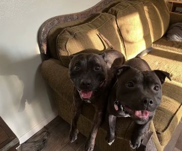 Peoria Area Veterinary Group of Dunlap