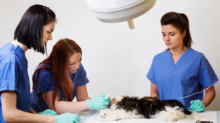 Vanderloo & White Animal Hospital 12