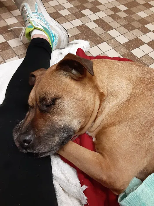 Colonial Terrace Animal Hospital: Kirkendall Marianne DVM 12