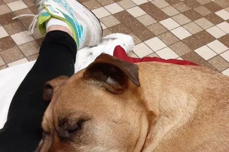 Colonial Terrace Animal Hospital: Kirkendall Marianne DVM