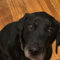 GoodLife Integrative Veterinary Care ico