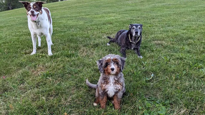 GoodLife Integrative Veterinary Care 12