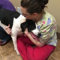Veterinary Associates - Galena ico
