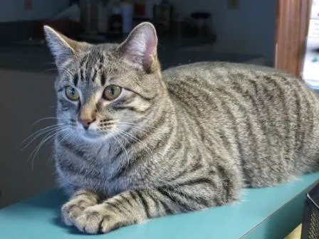 Galena Square Veterinary Clinic 4
