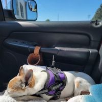 Elkader Veterinary Clinic PC ico