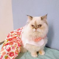 Southwest Veterinary Services, S.C. ico