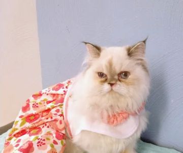 Southwest Veterinary Services, S.C.