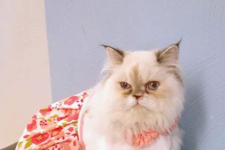 Southwest Veterinary Services, S.C.
