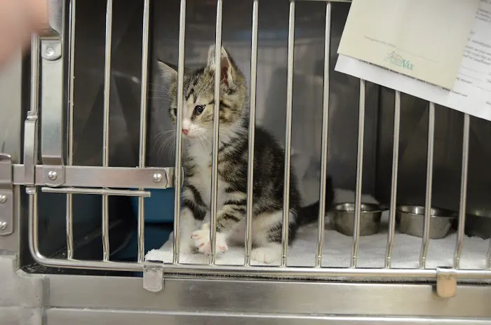 Tender Care Animal Hospital LLC 12
