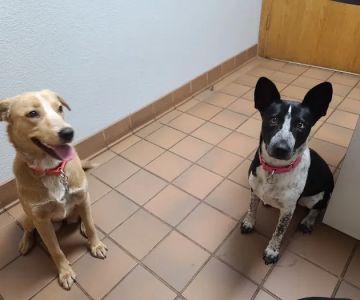 Tri Vet Associates