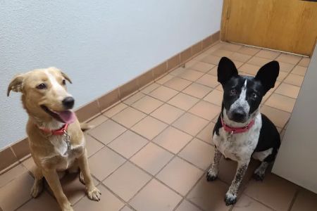 Tri Vet Associates