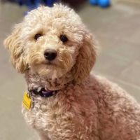Hillside Animal Hospital ico