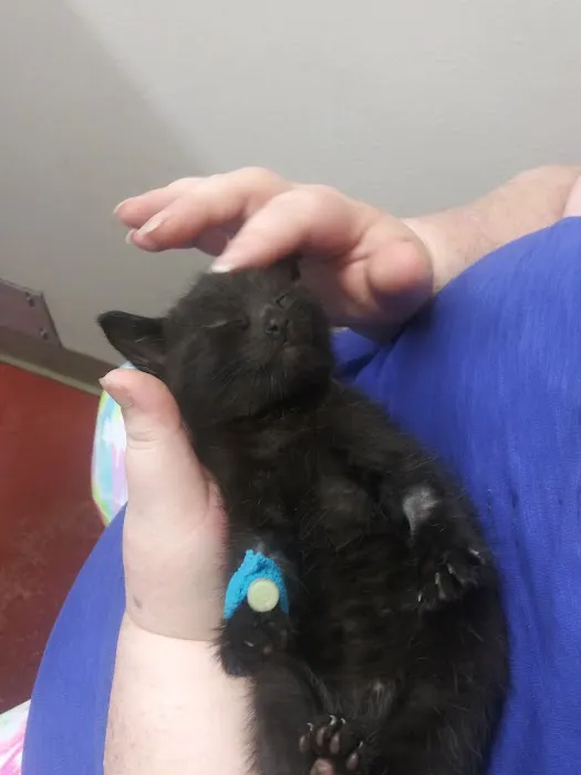 Hillside Animal Hospital 9