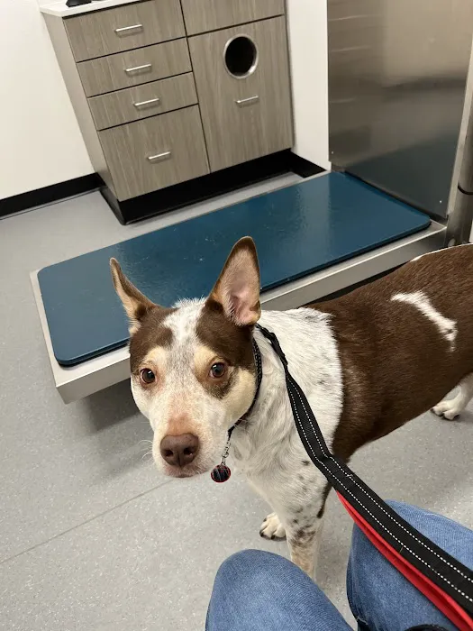 Hillside Animal Hospital 5
