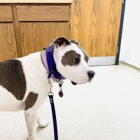 Thompson Animal Medical Center ico