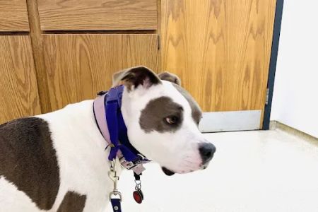 Thompson Animal Medical Center