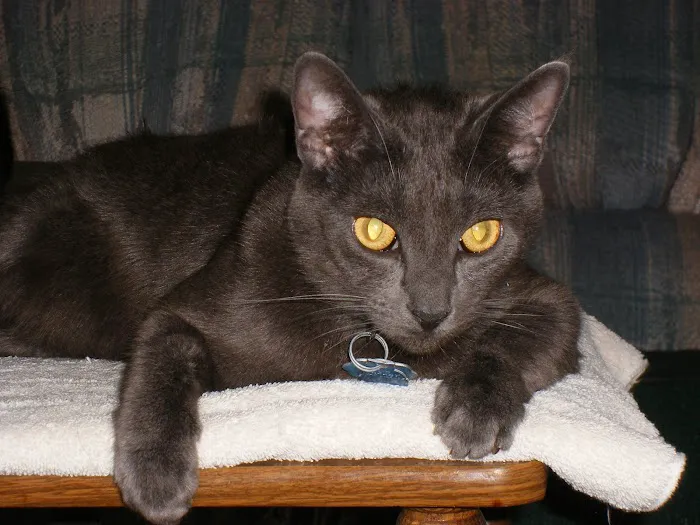 Thompson Animal Medical Center 7