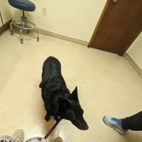 Central Animal Hospital ico