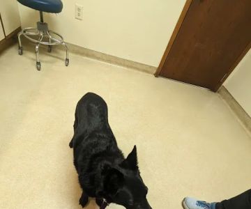 Central Animal Hospital
