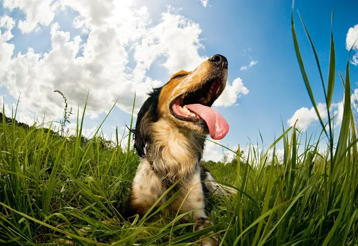 Wisconsin Veterinary Orthopedics 10